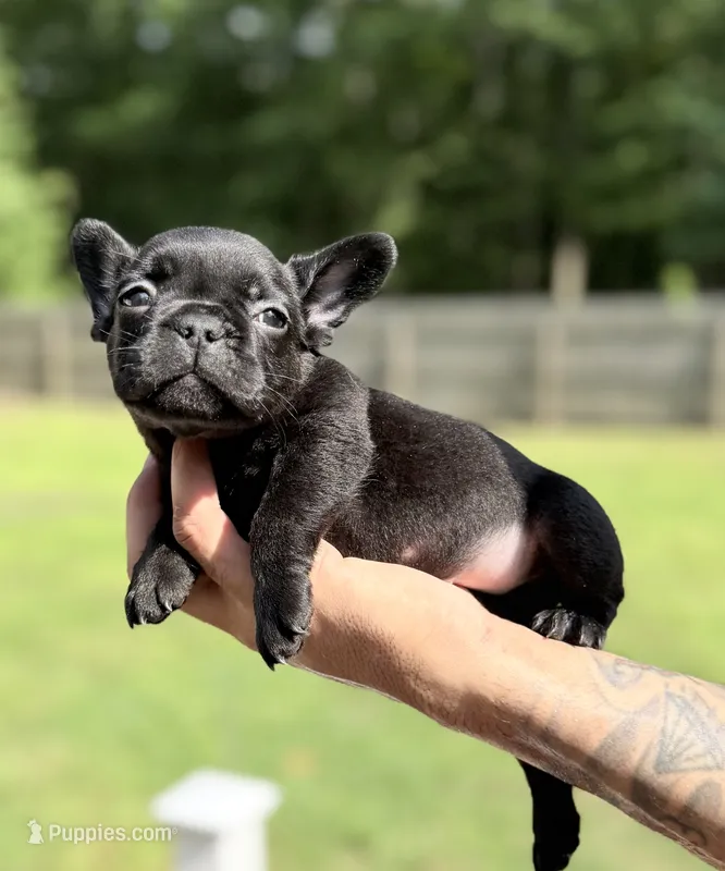 Shadow – French Bulldog puppy for sale in Portsmouth, VA