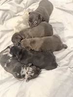 Shadow, a male French Bulldog for sale in Portsmouth, VA – 4 of 9