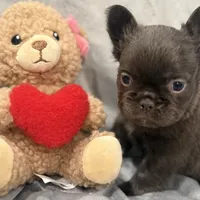 Mary, a female French Bulldog for sale in Portsmouth, VA – Photo 8 of 10