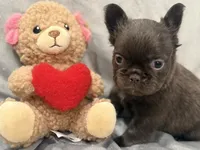 Mary, a female French Bulldog for sale in Portsmouth, VA – Photo 6 of 8