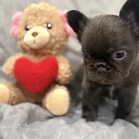 Mary, a female French Bulldog for sale in Portsmouth, VA – Photo 7 of 10