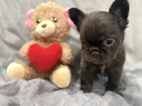 Mary, a female French Bulldog for sale in Portsmouth, VA – Photo 5 of 8