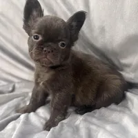 Mary, a female French Bulldog for sale in Portsmouth, VA – Photo 3 of 10