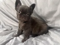 Mary, a female French Bulldog for sale in Portsmouth, VA – Photo 1 of 8