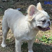Mary, a female French Bulldog for sale in Portsmouth, VA – Photo 10 of 10