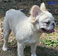 Mary, a female French Bulldog for sale in Portsmouth, VA – Photo 8 of 8