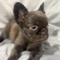 Mary, a female French Bulldog for sale in Portsmouth, VA – Photo 5 of 10