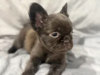 Mary, a female French Bulldog for sale in Portsmouth, VA – Photo 3 of 8