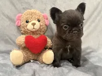 Mary, a female French Bulldog for sale in Portsmouth, VA – Photo 4 of 8