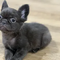 Mary, a female French Bulldog for sale in Portsmouth, VA – Photo 2 of 10