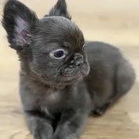 Mary, a female French Bulldog for sale in Portsmouth, VA – Photo 1 of 10