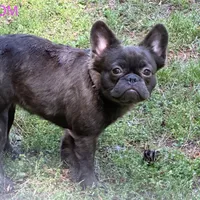 Mary, a female French Bulldog for sale in Portsmouth, VA – Photo 9 of 10