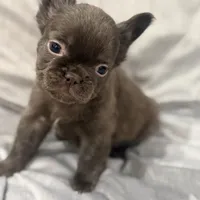 Mary, a female French Bulldog for sale in Portsmouth, VA – Photo 4 of 10