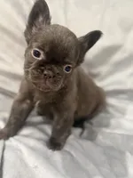 Mary, a female French Bulldog for sale in Portsmouth, VA – Photo 2 of 8