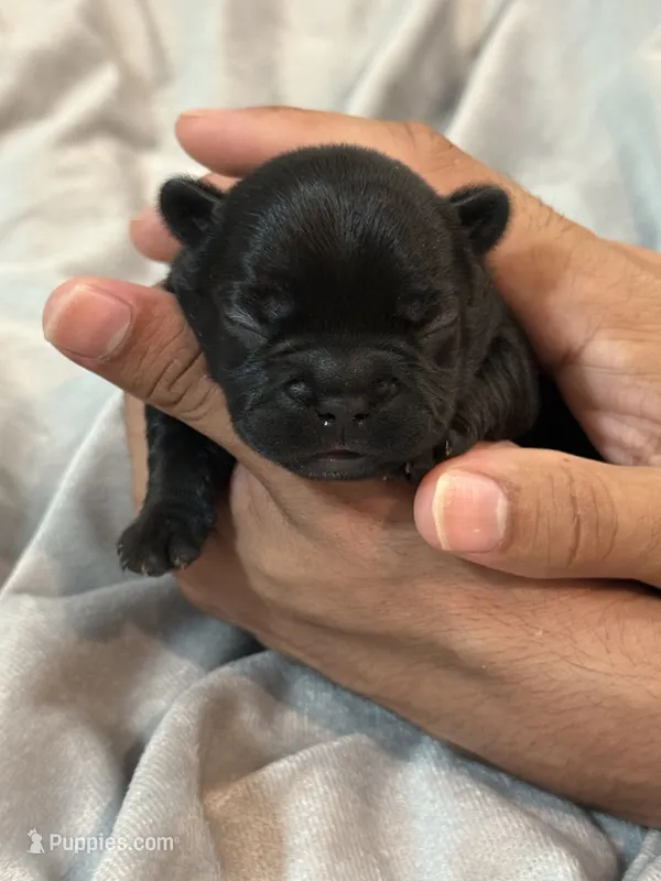 Shadow – French Bulldog puppy for sale in Portsmouth, VA