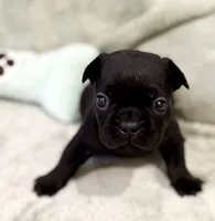 Shadow, a male French Bulldog for sale in Portsmouth, VA – 2 of 9