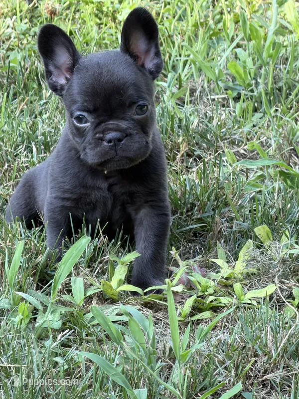 Cocoa – French Bulldog puppy for sale in Portsmouth, VA