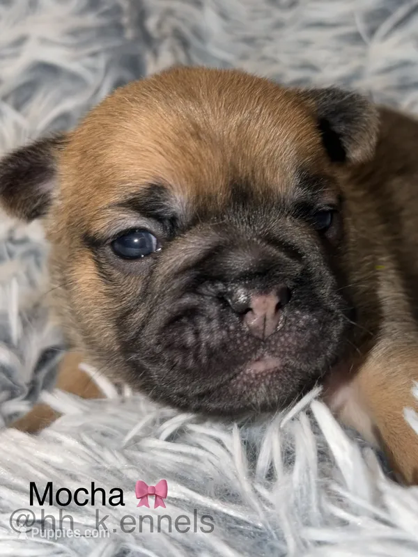 Mocha – French Bulldog puppy for sale in Suffolk, VA