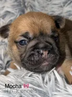 Mocha, a female French Bulldog for sale in Suffolk, VA – 1 of 2