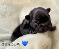 Shadow, a male French Bulldog for sale in Portsmouth, VA – 1 of 5
