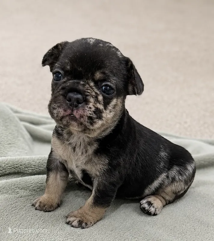 Dulce – French Bulldog puppy for sale in Portsmouth, VA