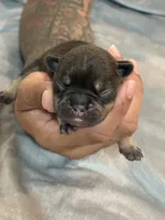 S’more, a male French Bulldog for sale in Portsmouth, VA – 2 of 7