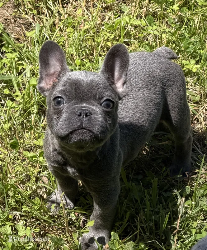 Pluto – French Bulldog puppy for sale in Portsmouth, VA