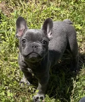 Pluto, a male French Bulldog for sale in Portsmouth, VA – 2 of 6