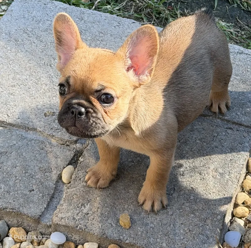 Mocha – French Bulldog puppy for sale in Suffolk, VA