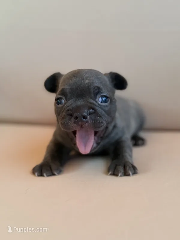 Brew – French Bulldog puppy for sale in Suffolk, VA