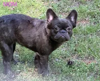 Jingles, a male French Bulldog for sale in Portsmouth, VA – Photo 7 of 8