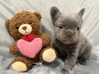 Jingles, a male French Bulldog for sale in Portsmouth, VA – Photo 3 of 8