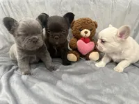 Jingles, a male French Bulldog for sale in Portsmouth, VA – Photo 6 of 8