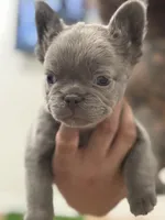 Jingles, a male French Bulldog for sale in Portsmouth, VA – Photo 2 of 8