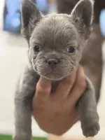 Jingles, a male French Bulldog for sale in Portsmouth, VA – Photo 1 of 8