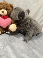 Jingles, a male French Bulldog for sale in Portsmouth, VA – Photo 4 of 8