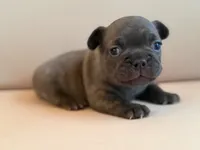 Brew, a male French Bulldog for sale in Suffolk, VA – 4 of 6