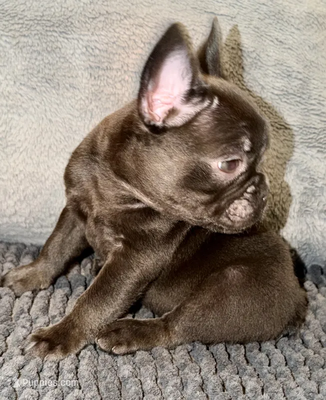 Cocoa – French Bulldog puppy for sale in Portsmouth, VA