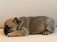 Mocha, a female French Bulldog for sale in Suffolk, VA – 5 of 6