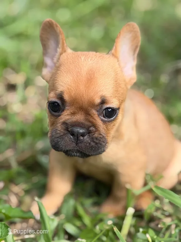Mocha – French Bulldog puppy for sale in Suffolk, VA
