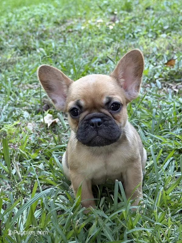 Mocha – French Bulldog puppy for sale in Suffolk, VA
