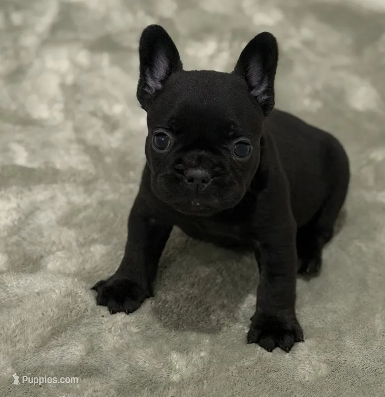 Shadow – French Bulldog puppy for sale in Portsmouth, VA