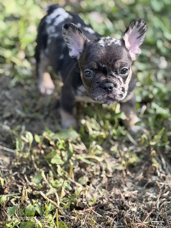 Dulce – French Bulldog puppy for sale in Portsmouth, VA