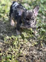 Dulce, a female French Bulldog for sale in Portsmouth, VA – 1 of 10