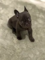 Cocoa, a female French Bulldog for sale in Portsmouth, VA – 2 of 5