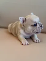 Chai, a female French Bulldog for sale in Suffolk, VA – 6 of 6