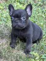 Cocoa, a female French Bulldog for sale in Portsmouth, VA – 2 of 10