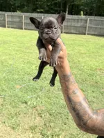 Cocoa, a female French Bulldog for sale in Portsmouth, VA – 5 of 5