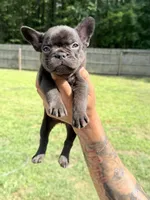 Hershey, a female French Bulldog for sale in Portsmouth, VA – 1 of 8