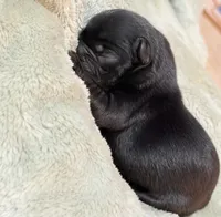 Shadow, a male French Bulldog for sale in Portsmouth, VA – 2 of 5